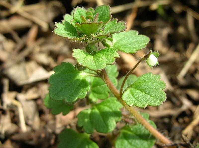 Veronica cymbalaria / Veronica a foglie di Cimbalaria